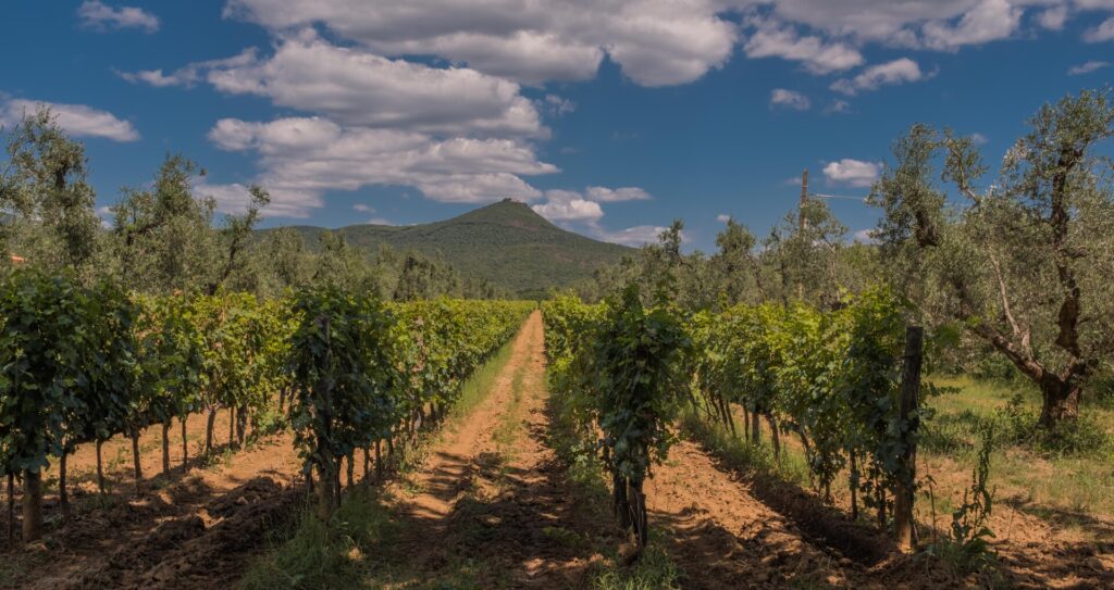 Bolgheri vineyards