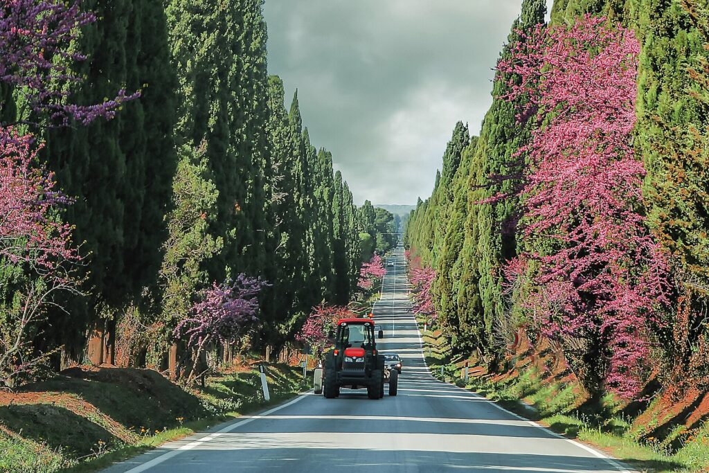 Bolgheri cypress avenue